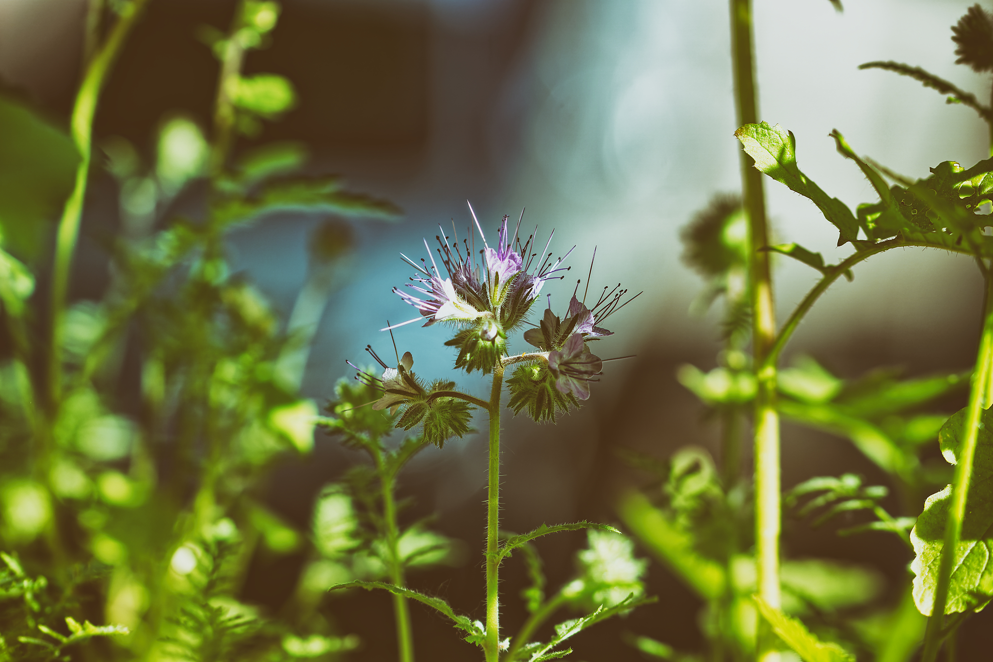 Kornblume, fotografiert von Danny Korber für Pflanzen in Sehnsucht der Augen,