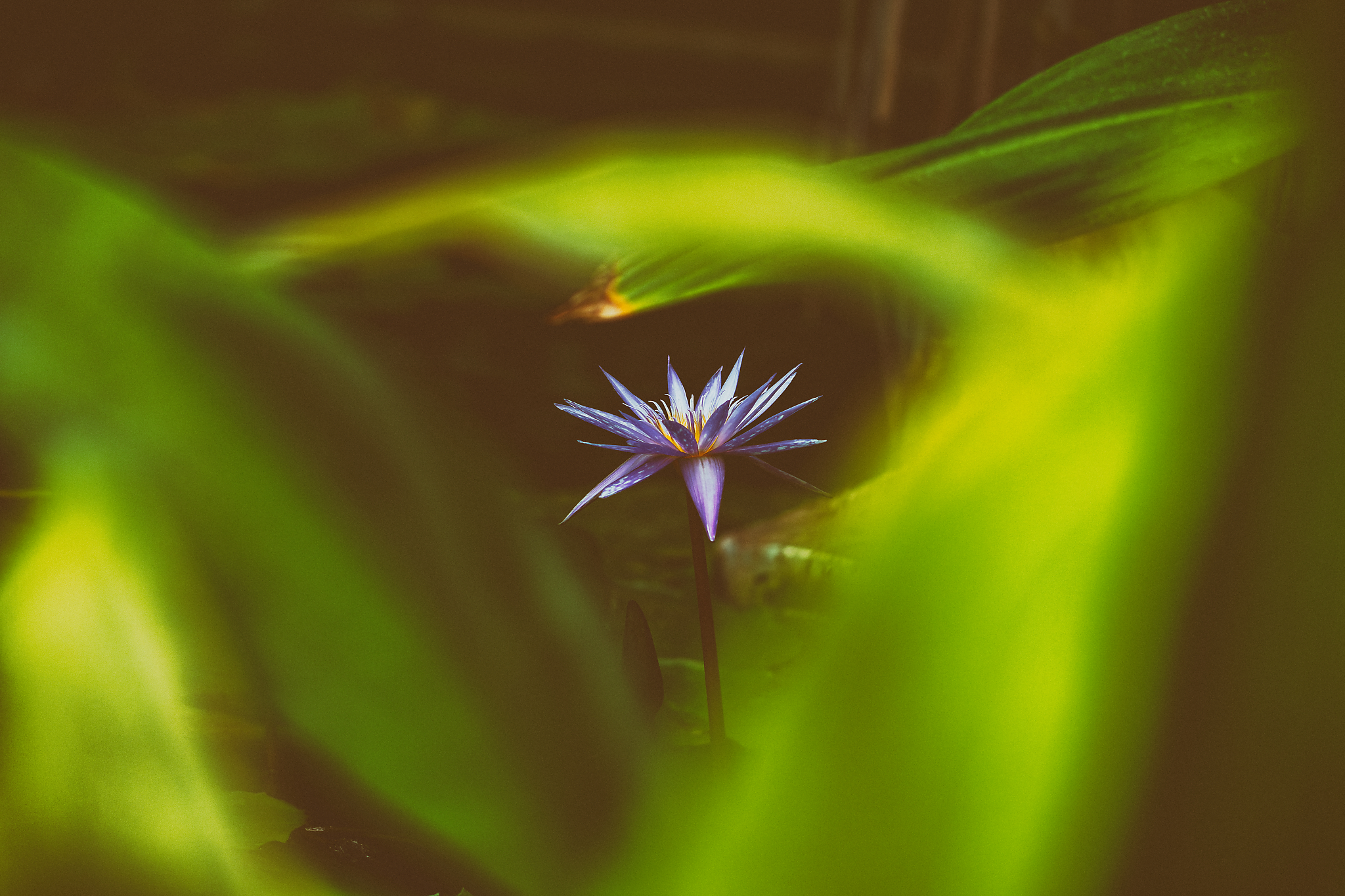 Lila Seerose, fotografiert von Danny Korber für Pflanzen in Sehnsucht der Augen,
