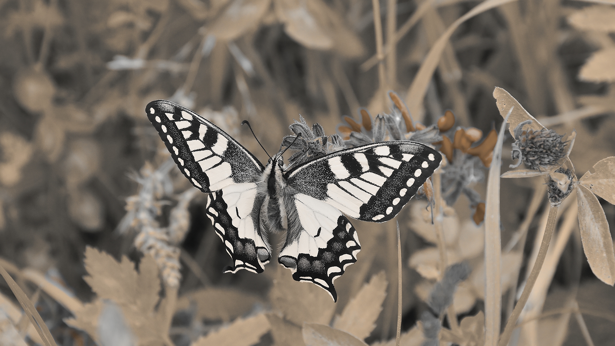 Schmetterling, Butterfly, fotografiert von Danny Koerber für Sehnsucht der Augen, Insekten.