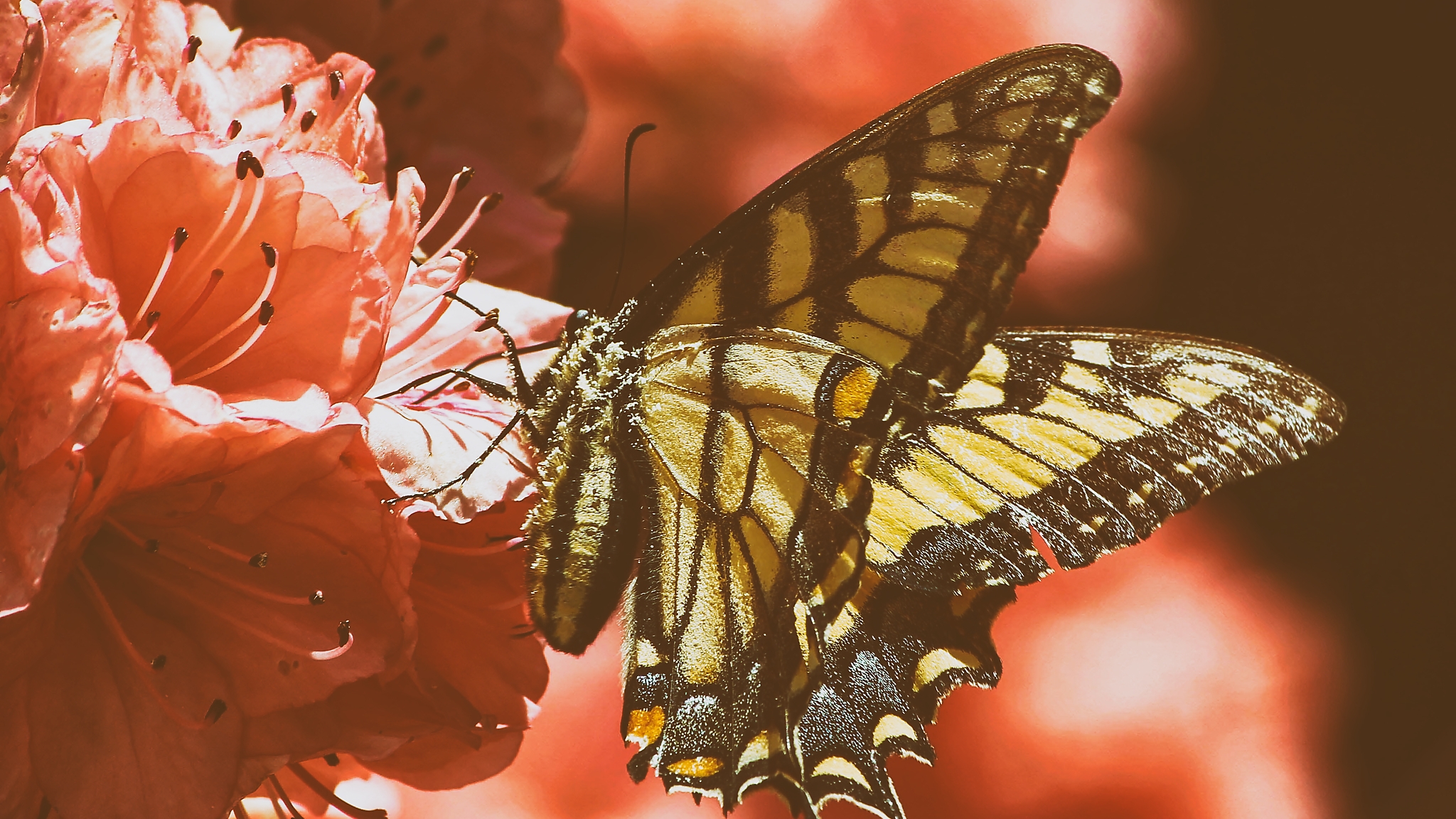 SSchmetterling, Butterfly, fotografiert von Danny Koerber für Sehnsucht der Augen, Insekten.