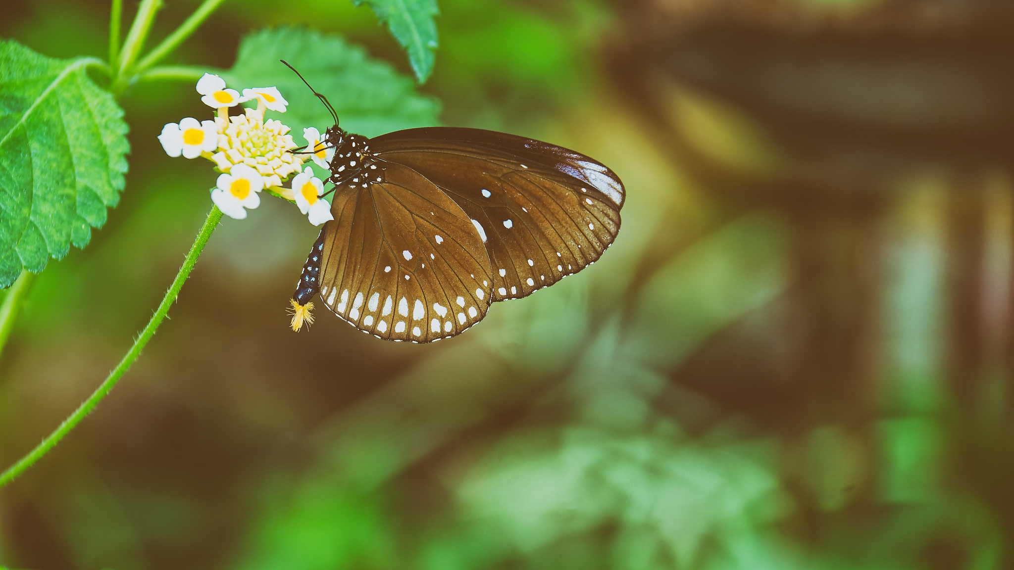 Schmetterling, Butterfly, fotografiert von Danny Koerber für Sehnsucht der Augen, Insekten.