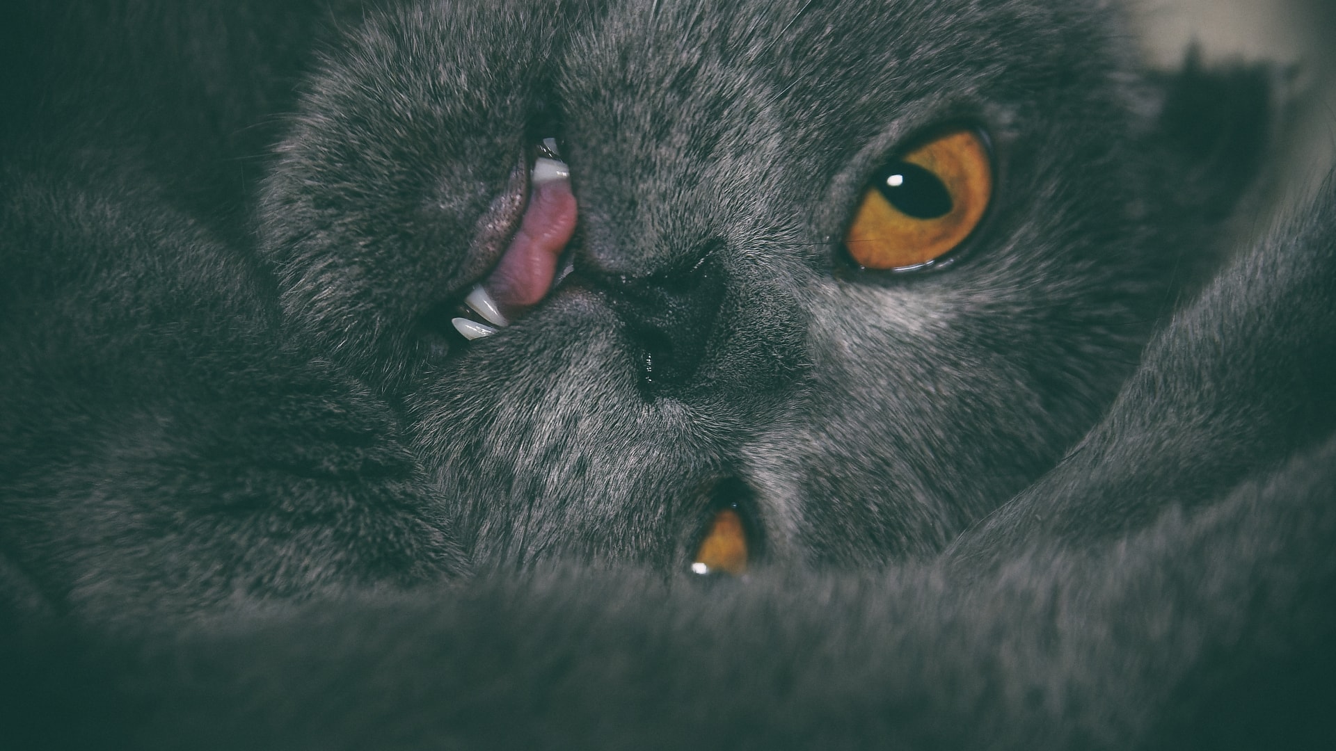 Scottish Fold Katze, fotografiert von Danny Koerber, für Sehnsucht der Augen.