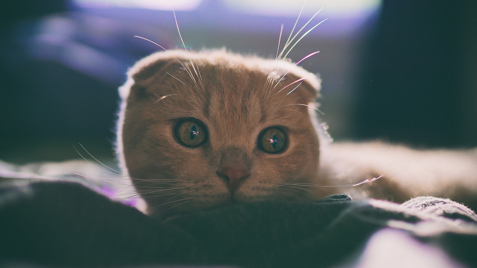 Scottish Fold Katze, fotografiert von Danny Koerber, für Sehnsucht der Augen.