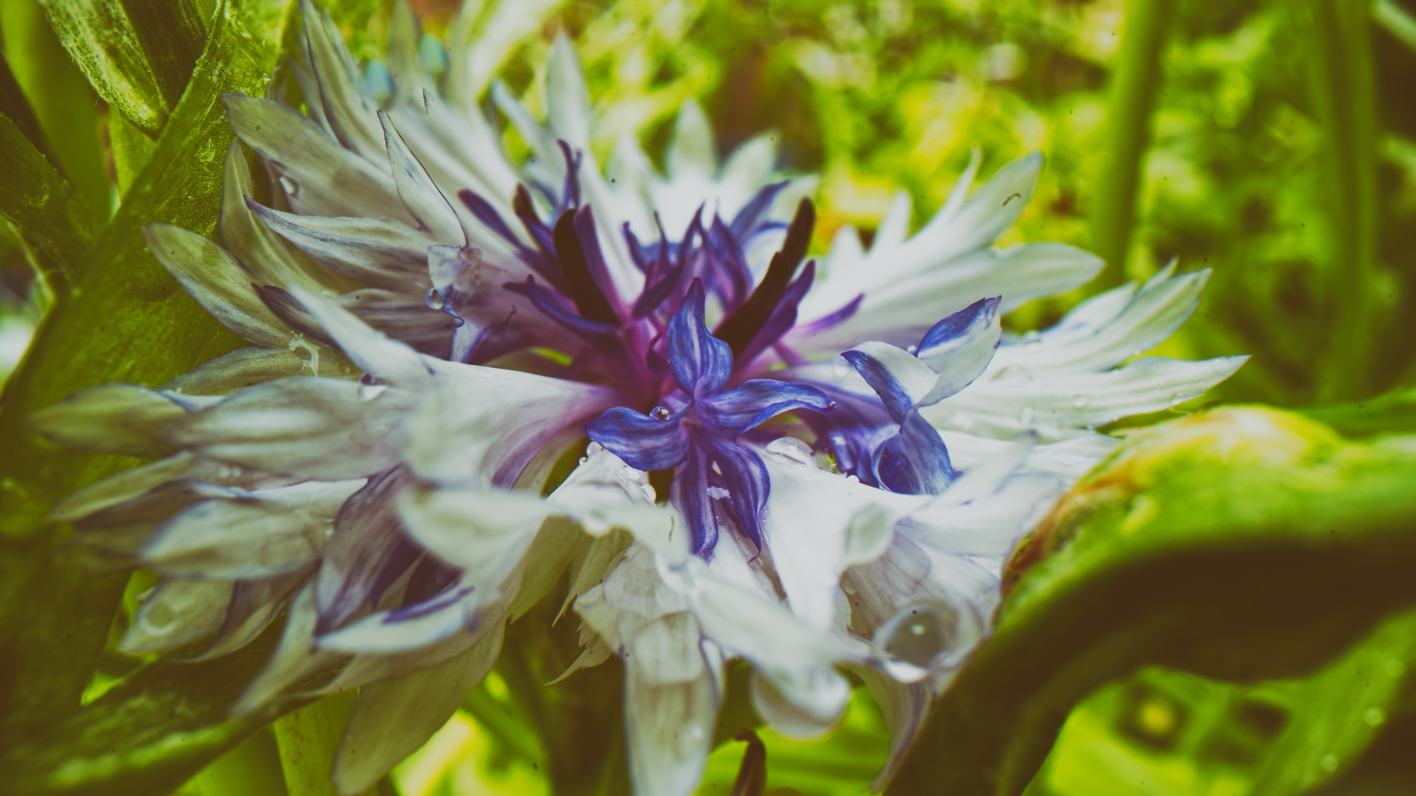 Wiesenblume, fotografiert von Danny Korber für Pflanzen in Sehnsucht der Augen,