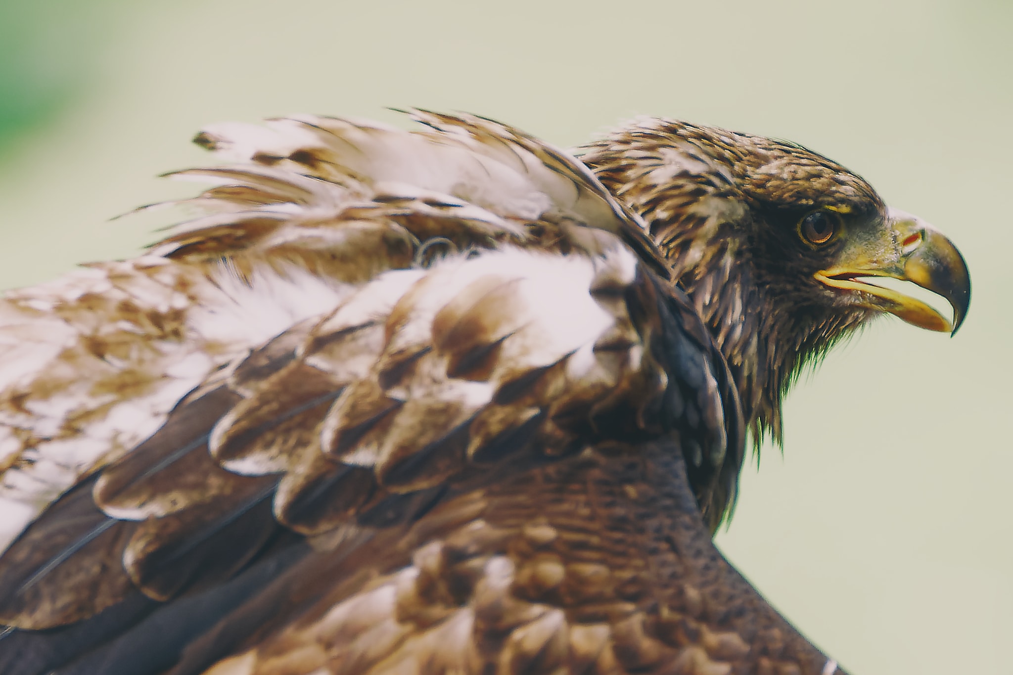 Ein Steinadler fotografiert von Danny Körber für Vögel in Sehnsucht der Augen.