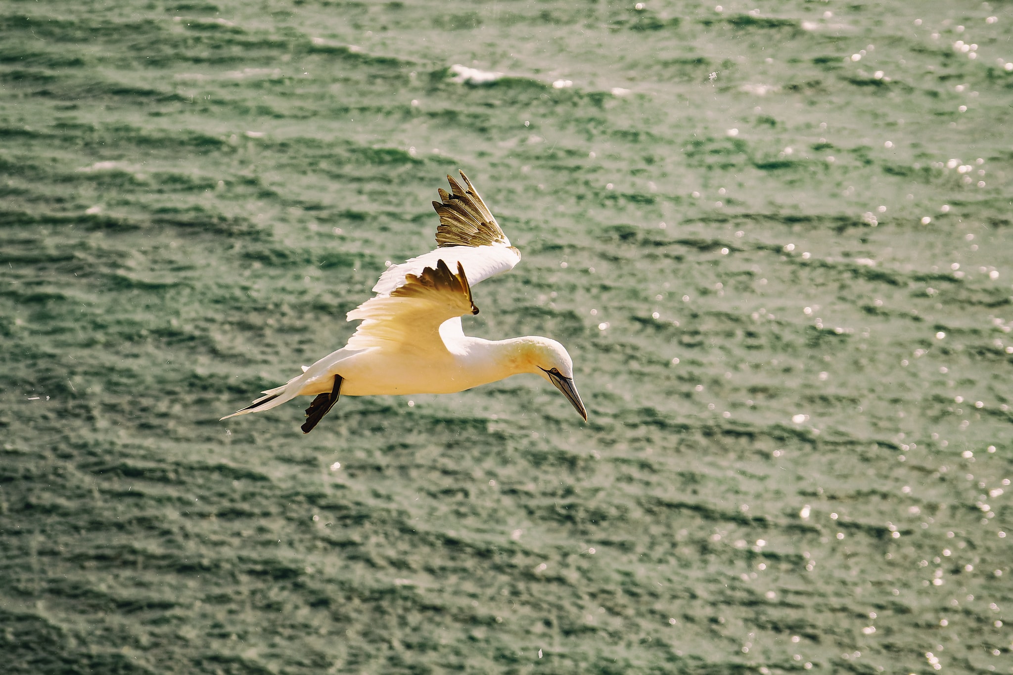 Ein Albatros fotografiert von Danny Körber für Vögel in Sehnsucht der Augen.