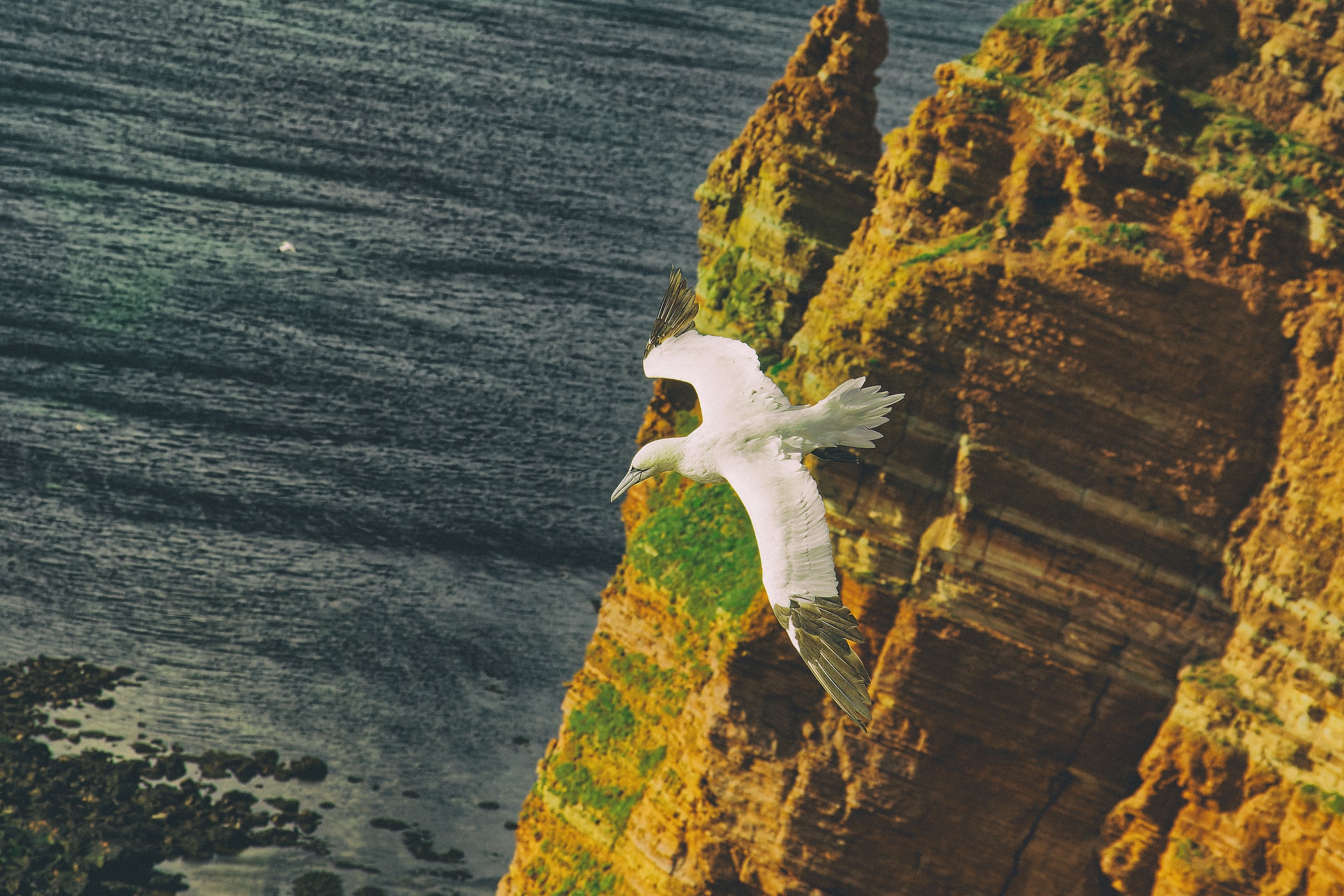 Ein Albatros fotografiert von Danny Körber für Vögel in Sehnsucht der Augen.