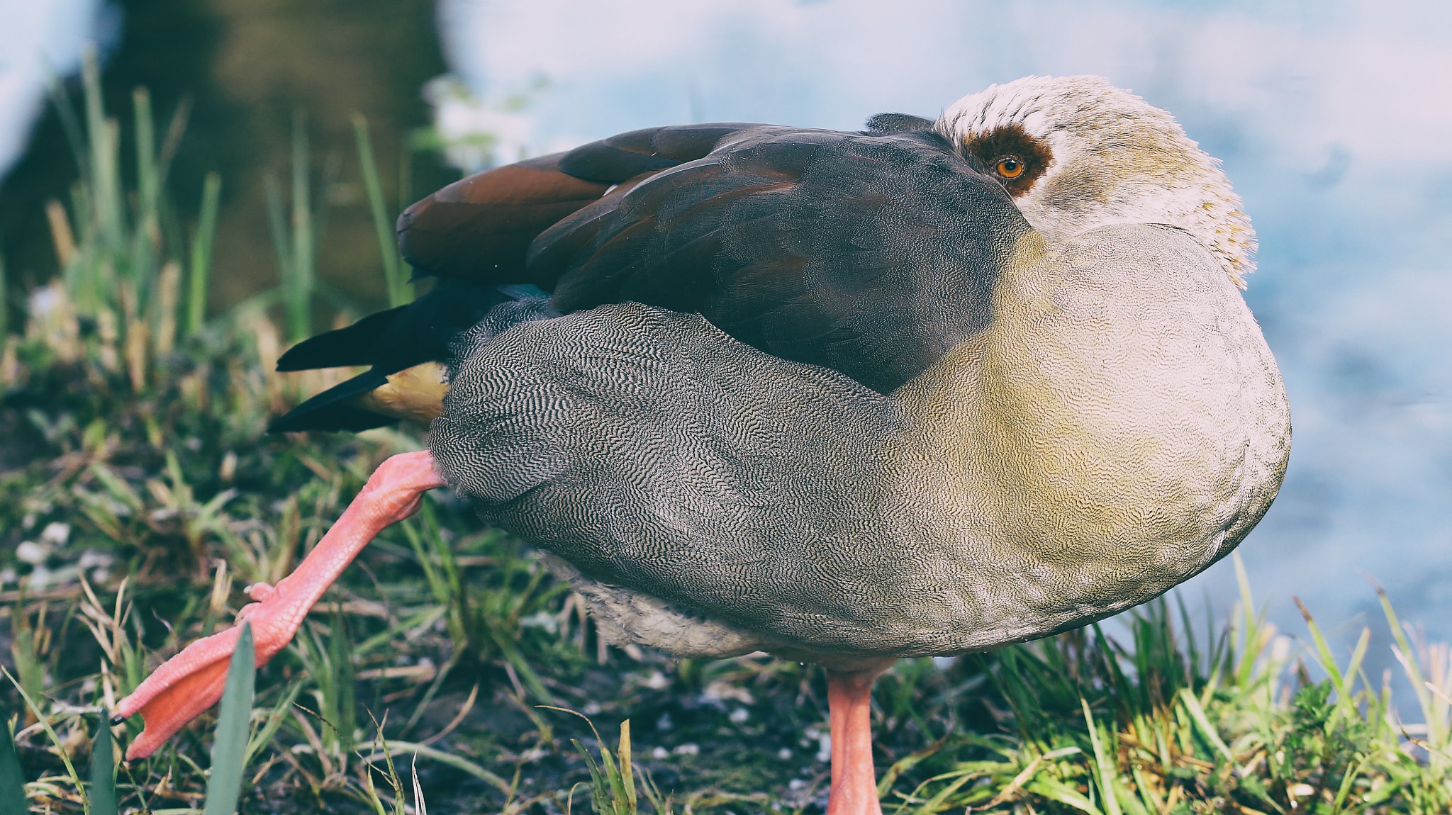 Eine Ente fotografiert von Danny Körber für Vögel in Sehnsucht der Augen.