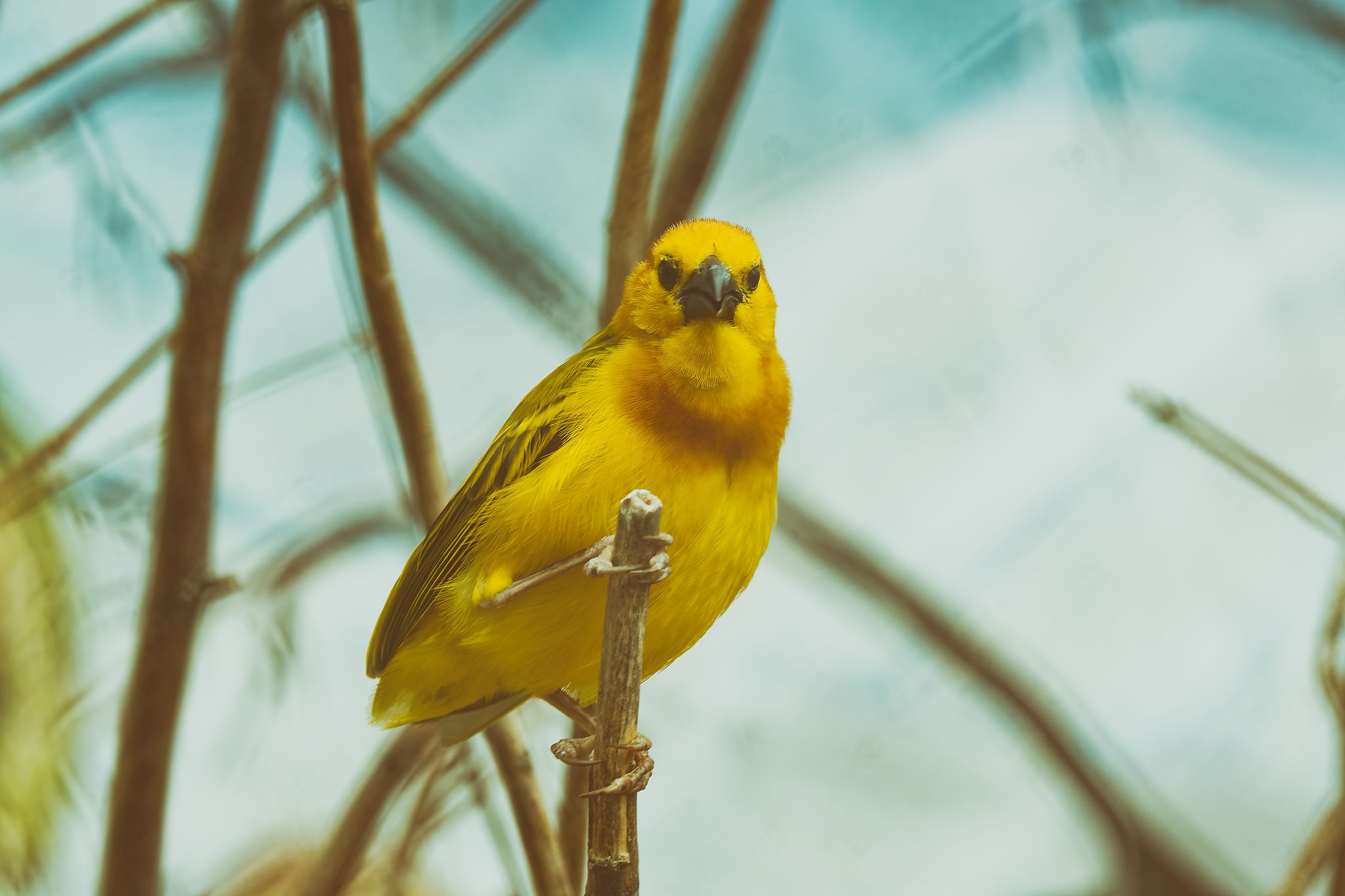 Ein Kanarienvogel fotografiert von Danny Körber für Vögel in Sehnsucht der Augen.