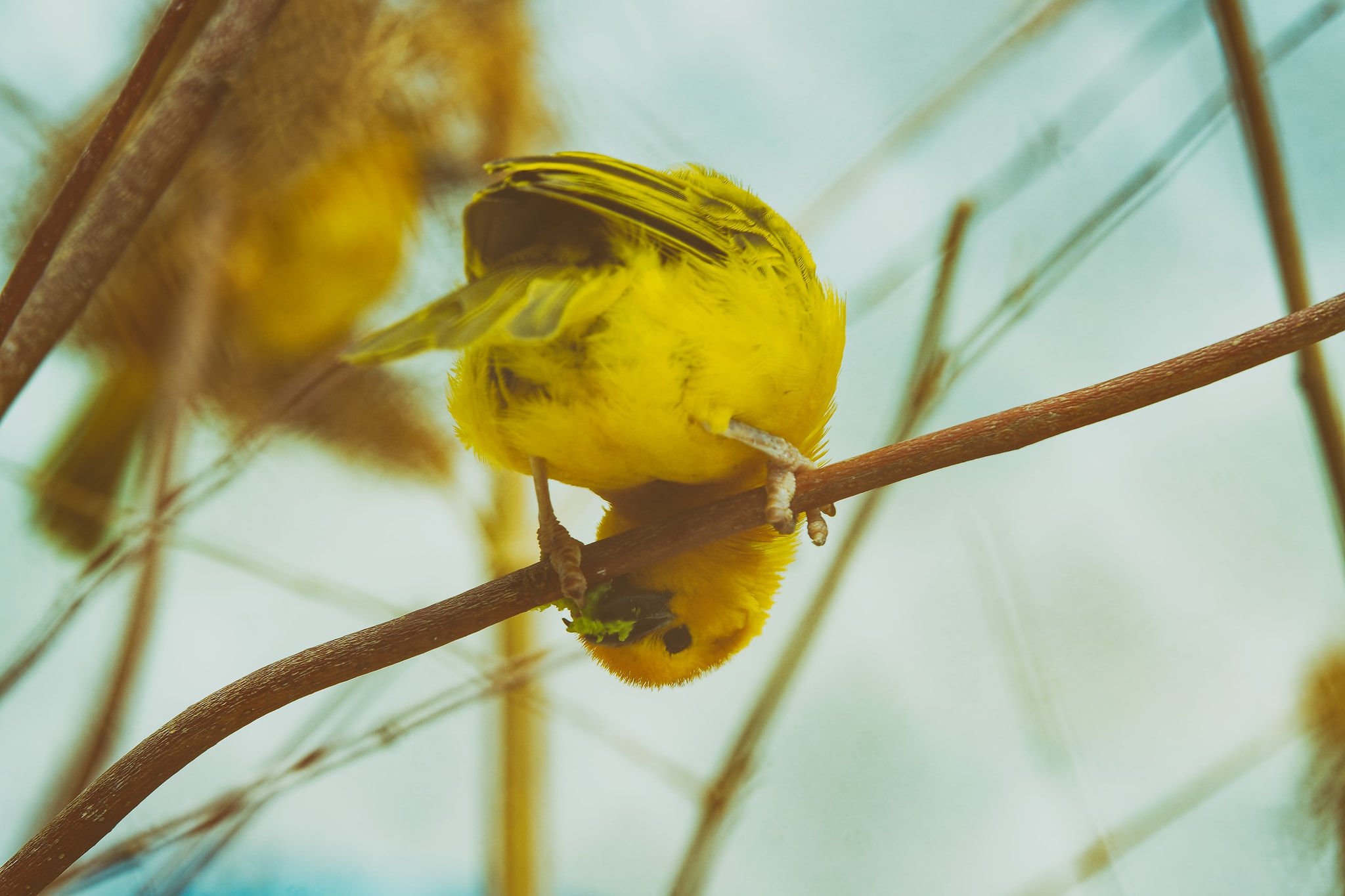 Ein Kanarienvogel fotografiert von Danny Körber für Vögel in Sehnsucht der Augen.