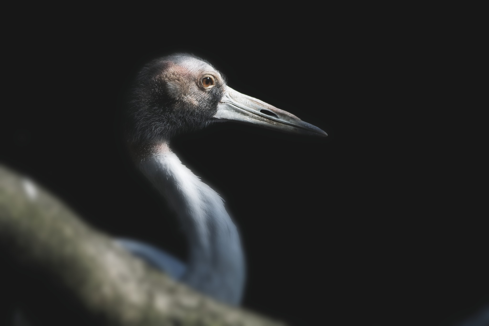 Ein Kranich fotografiert von Danny Körber für Vögel in Sehnsucht der Augen.