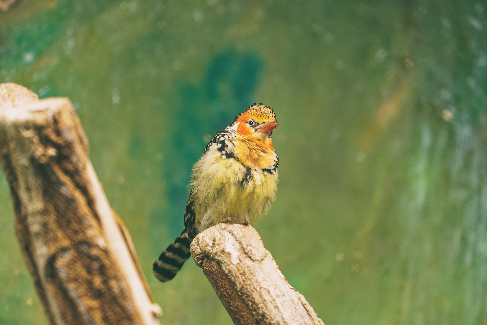 Ein Vogel fotografiert von Danny Körber für Vögel in Sehnsucht der Augen