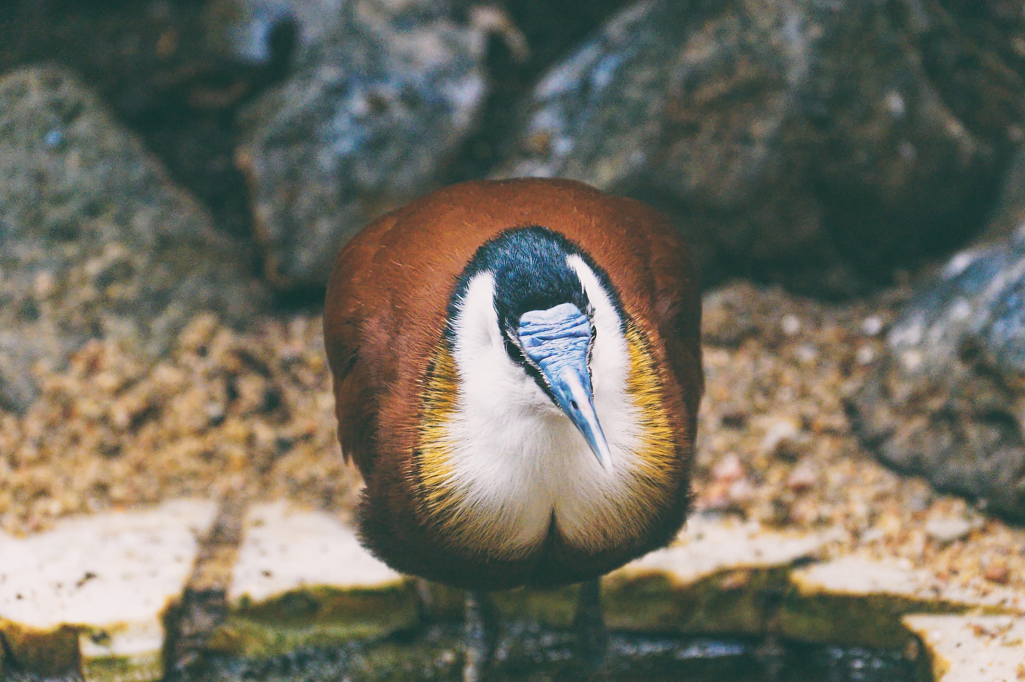 Ein Vogel fotografiert von Danny Körber für Vögel in Sehnsucht der Augen