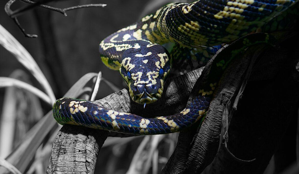 Teppichpython_sehnsucht_der_augen_danny_koerber