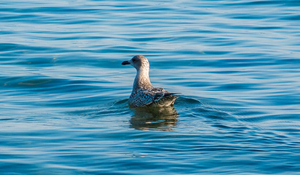 Bildserie einer Silbermöwe bei der Jagd auf einen Krebs im Meer.