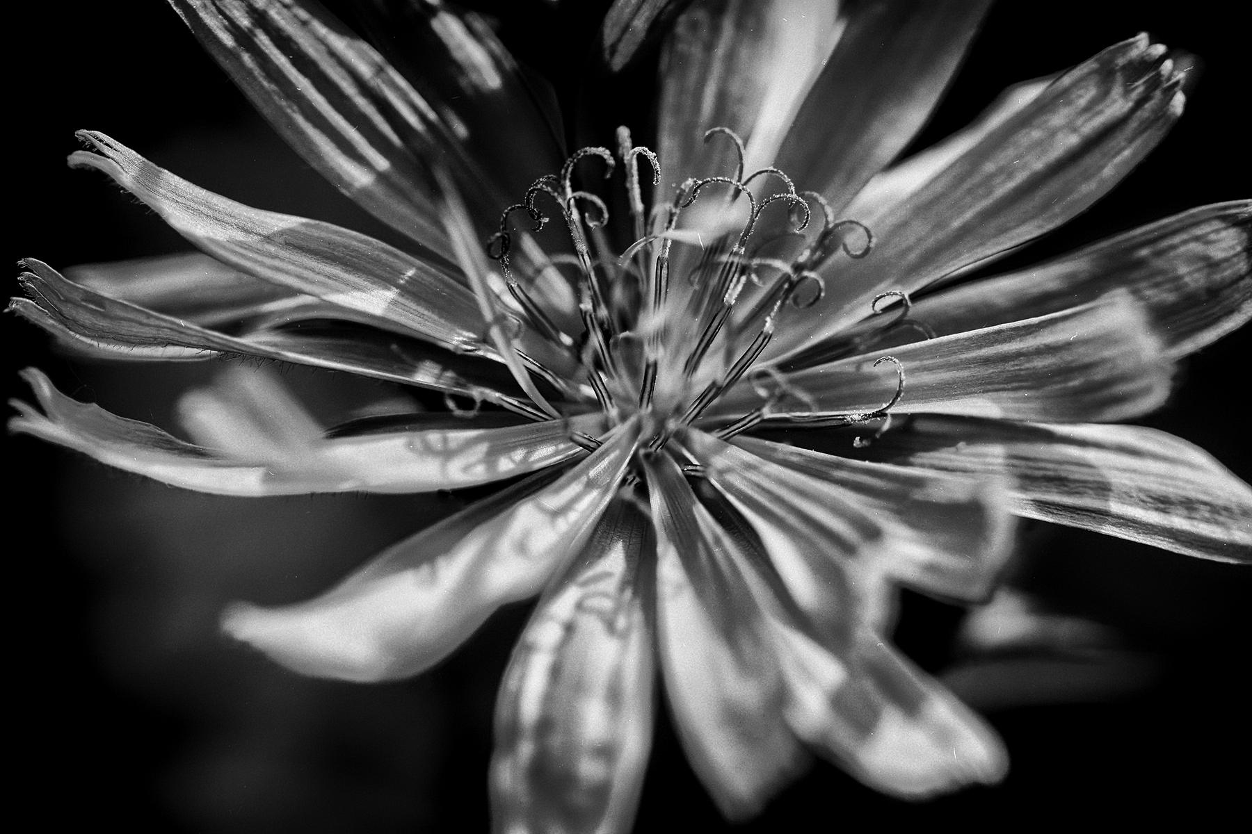 Monochrome Blumenfotografie, die durch Kontraste und Texturen die Vergänglichkeit und Schönheit der Blüten zeigt.
