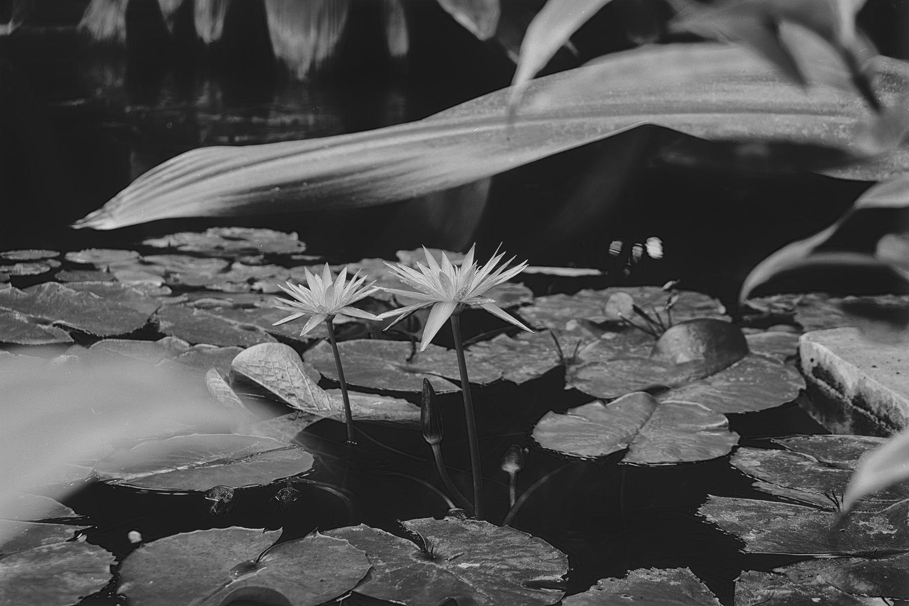 Monochrome Blumenfotografie, die durch Kontraste und Texturen die Vergänglichkeit und Schönheit der Blüten zeigt.