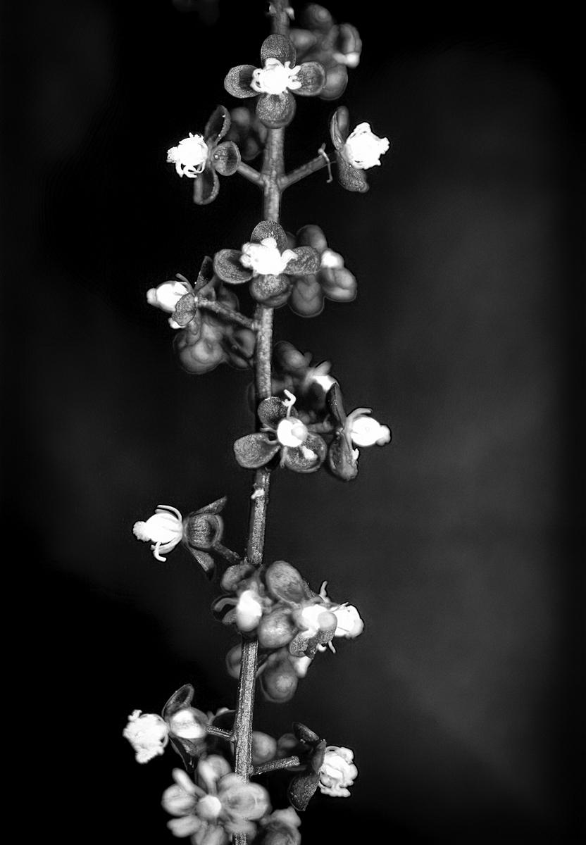 Monochrome Blumenfotografie, die durch Kontraste und Texturen die Vergänglichkeit und Schönheit der Blüten zeigt.