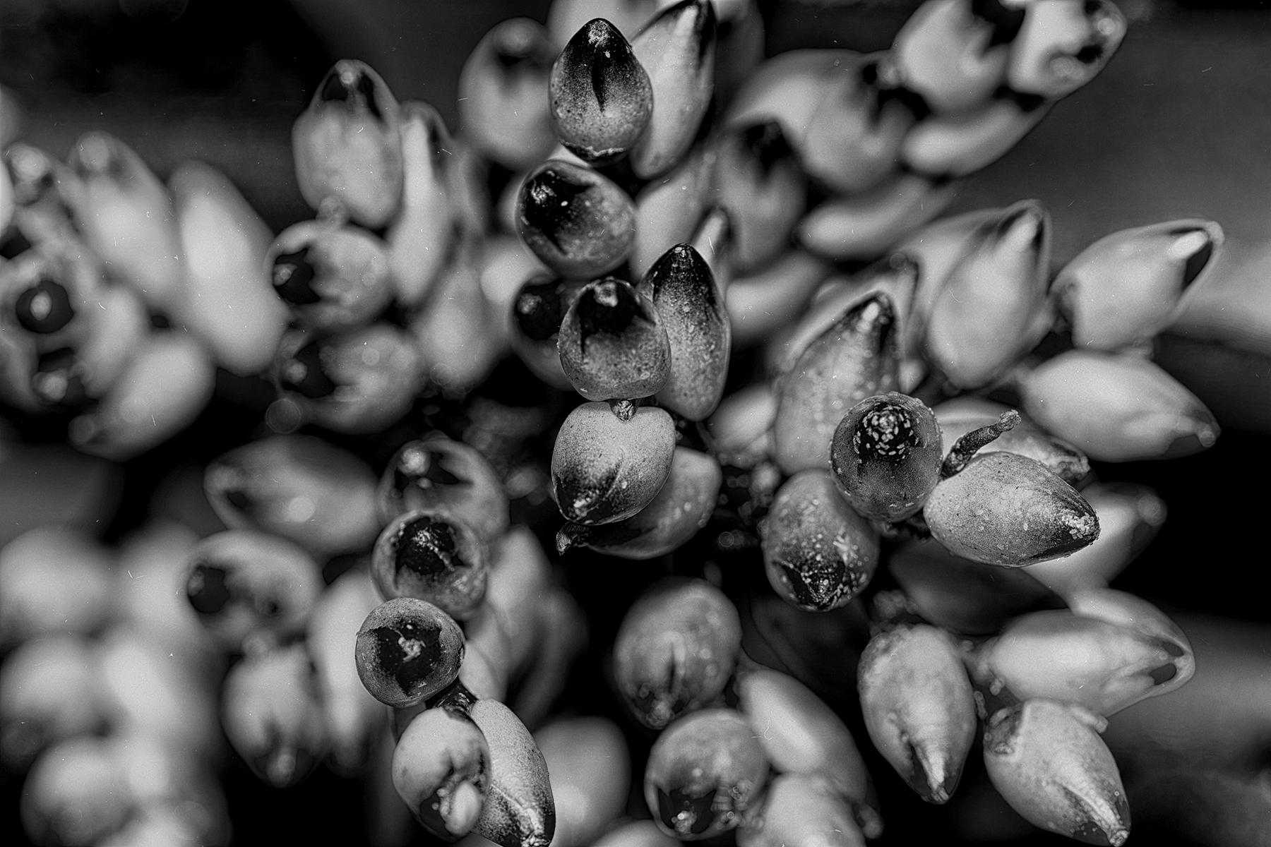 Monochrome Blumenfotografie, die durch Kontraste und Texturen die Vergänglichkeit und Schönheit der Blüten zeigt.