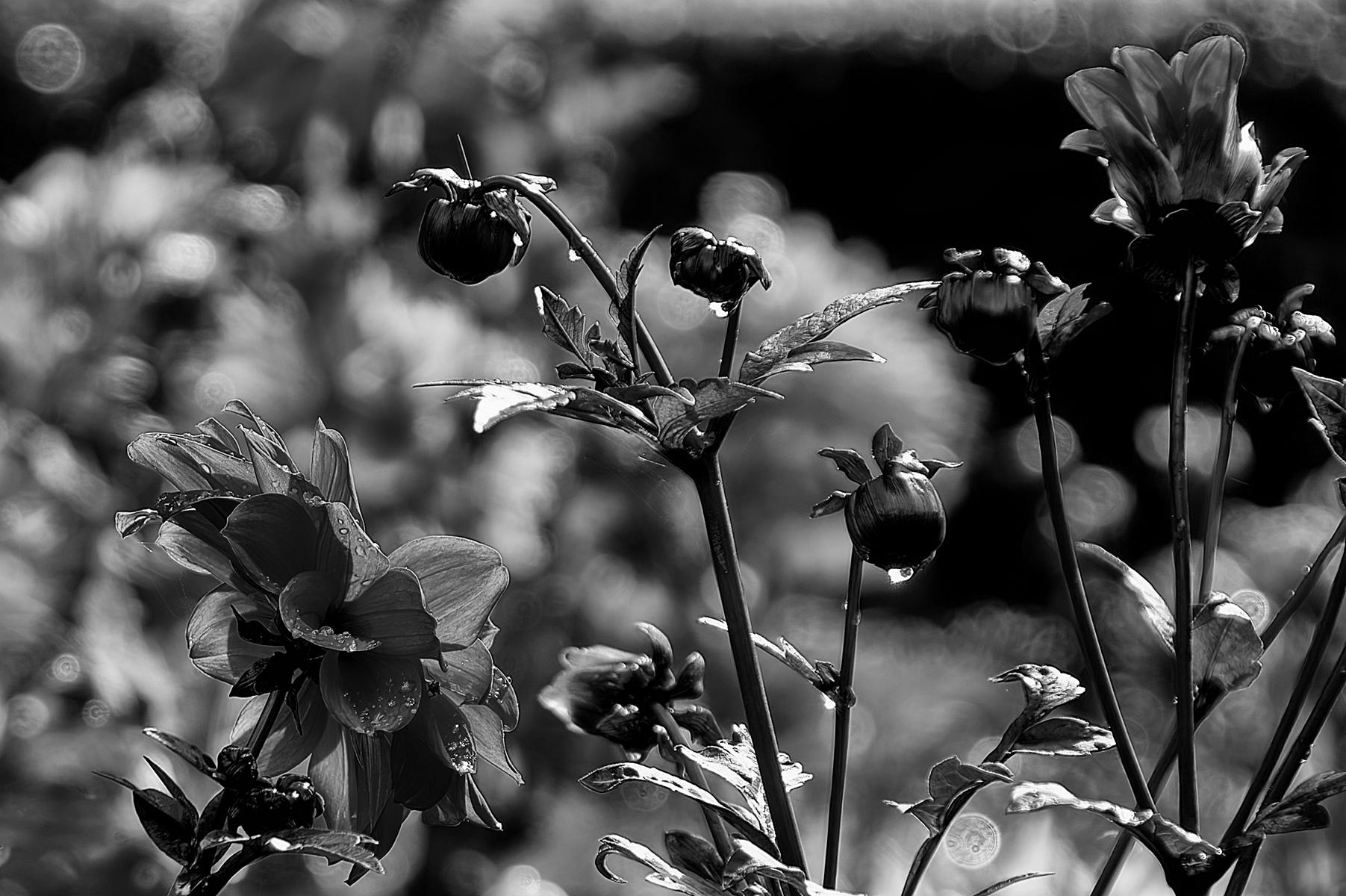 Monochrome Blumenfotografie, die durch Kontraste und Texturen die Vergänglichkeit und Schönheit der Blüten zeigt.