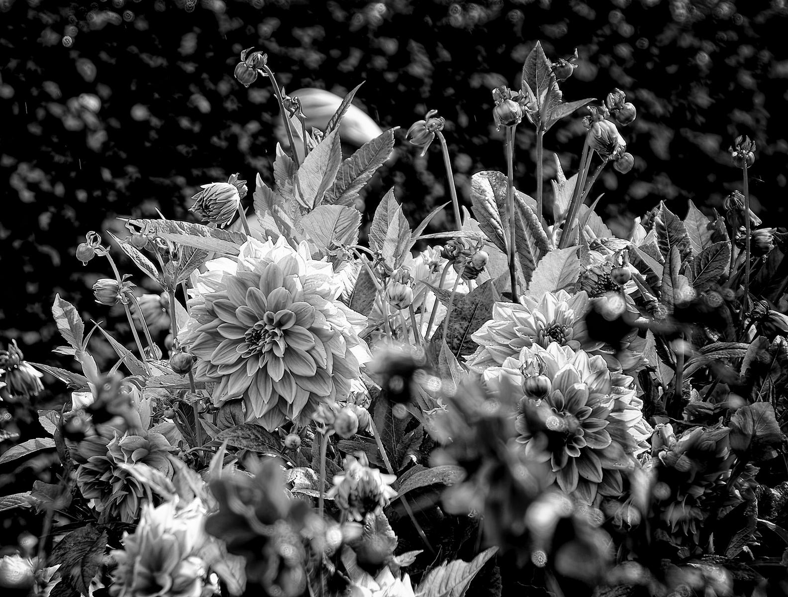 Monochrome Blumenfotografie, die durch Kontraste und Texturen die Vergänglichkeit und Schönheit der Blüten zeigt.