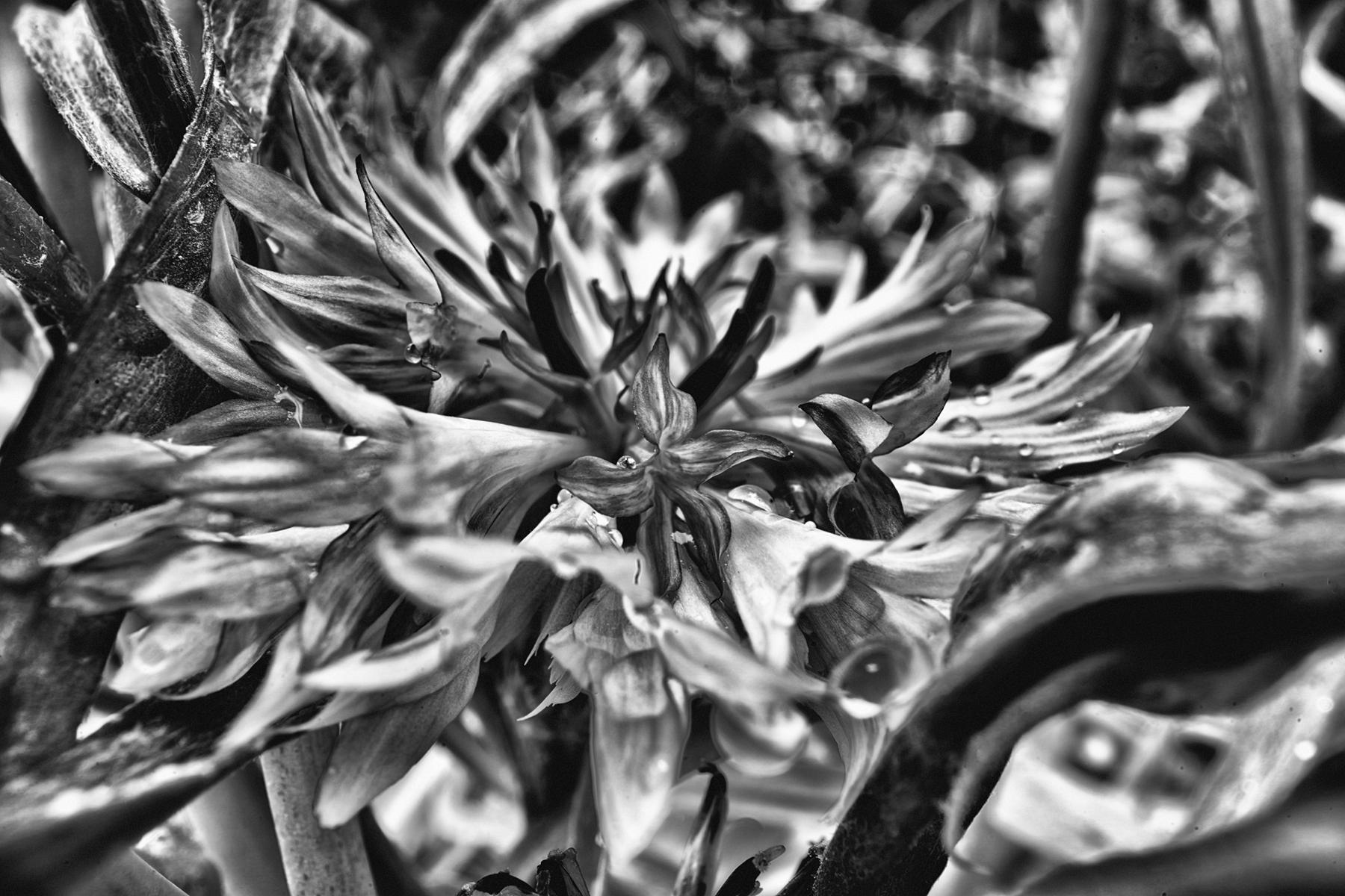 Monochrome Blumenfotografie, die durch Kontraste und Texturen die Vergänglichkeit und Schönheit der Blüten zeigt.