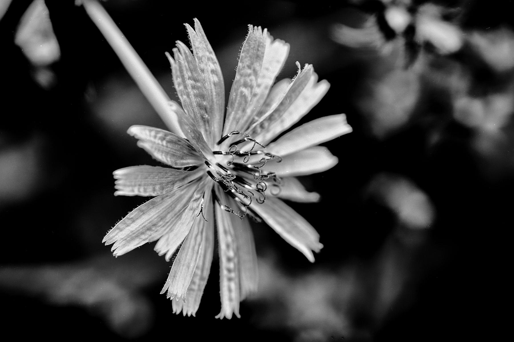 Monochrome Blumenfotografie, die durch Kontraste und Texturen die Vergänglichkeit und Schönheit der Blüten zeigt.