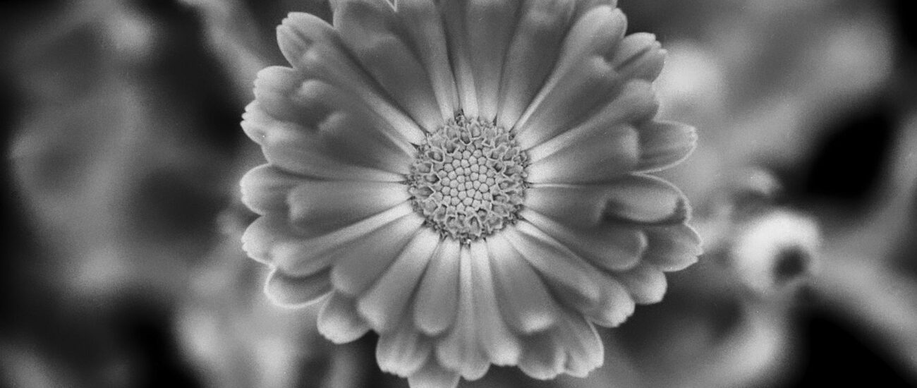 Monochrome Blumenfotografie, die durch Kontraste und Texturen die Vergänglichkeit und Schönheit der Blüten zeigt.