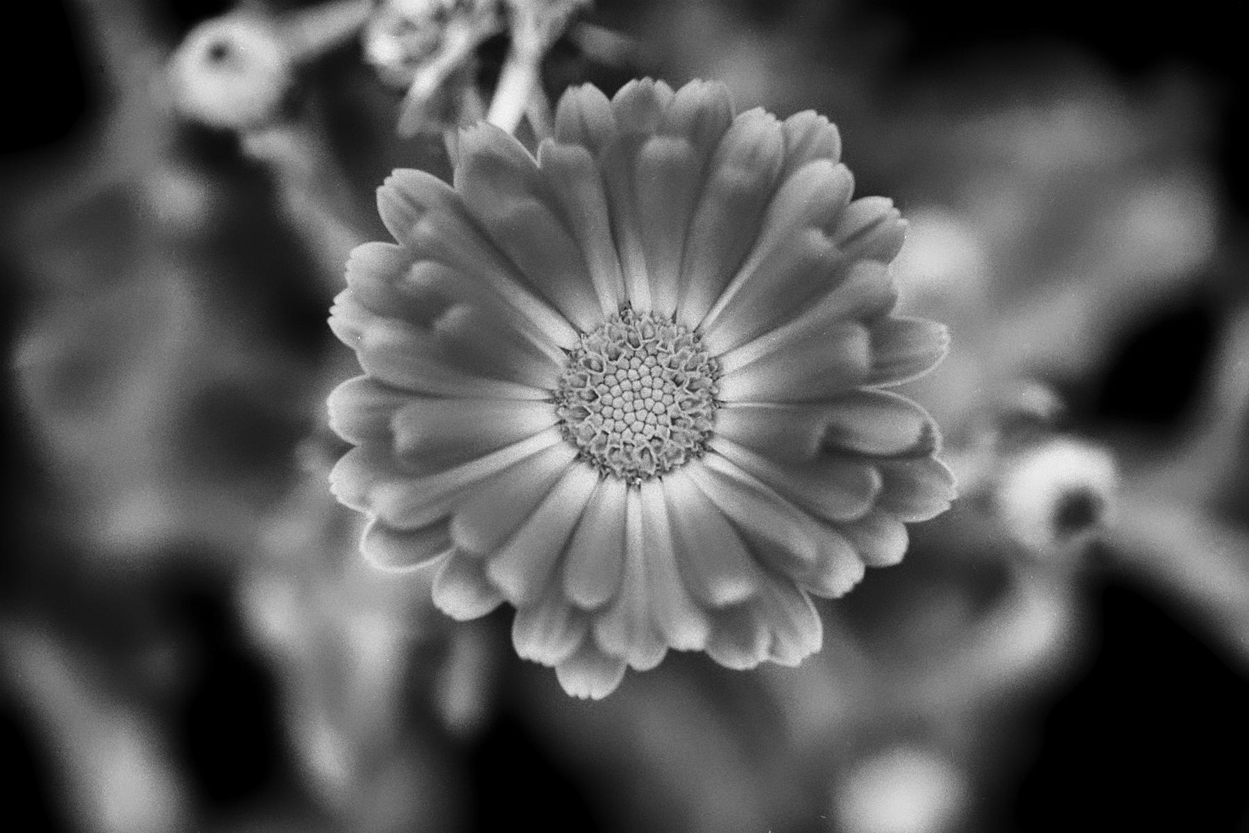 Monochrome Blumenfotografie, die durch Kontraste und Texturen die Vergänglichkeit und Schönheit der Blüten zeigt.