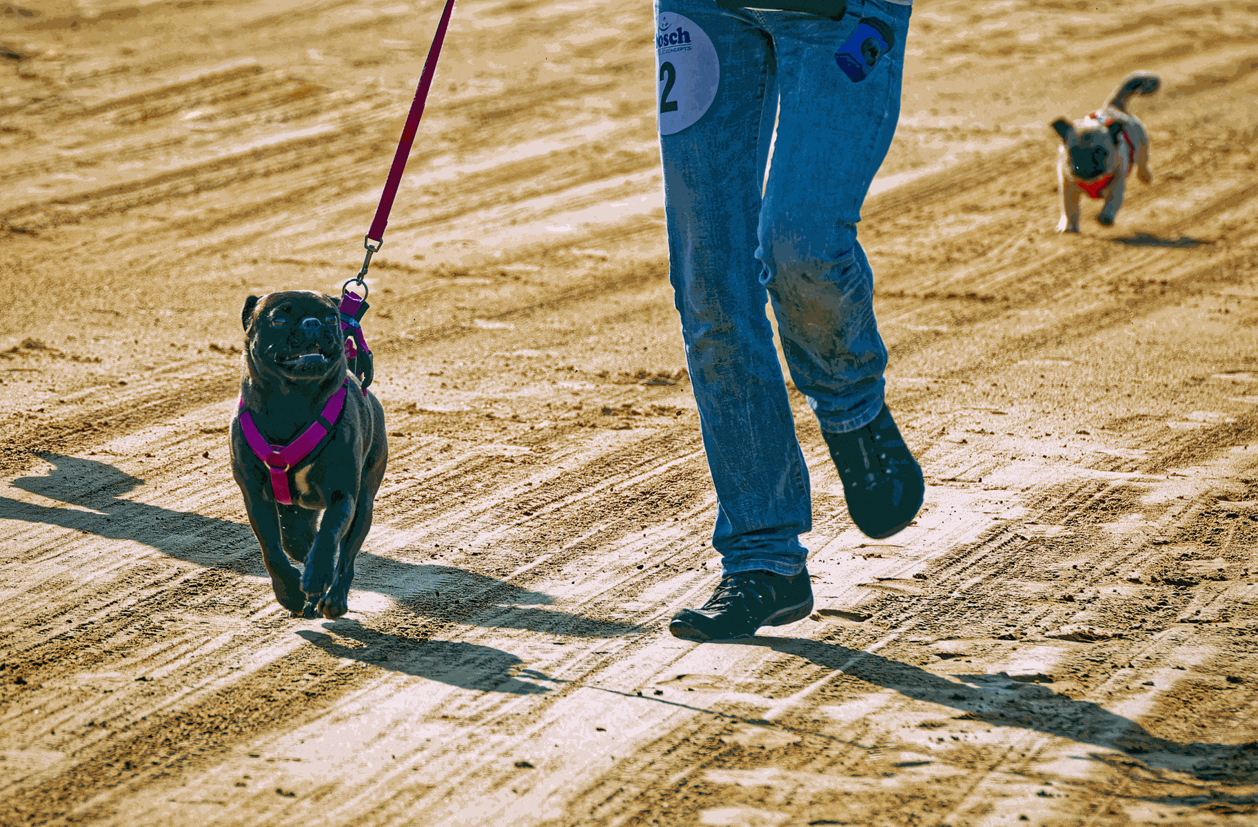 Mehrere Möpse nehmen an einem Hunderennen in Hamburg teil und laufen über eine abgesperrte Strecke im Freien.