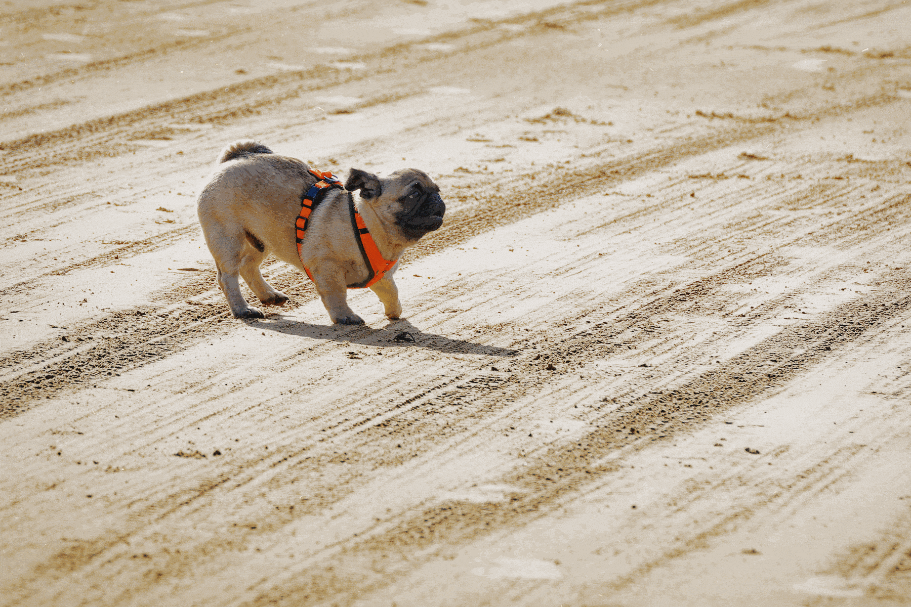 Mehrere Möpse nehmen an einem Hunderennen in Hamburg teil und laufen über eine abgesperrte Strecke im Freien.