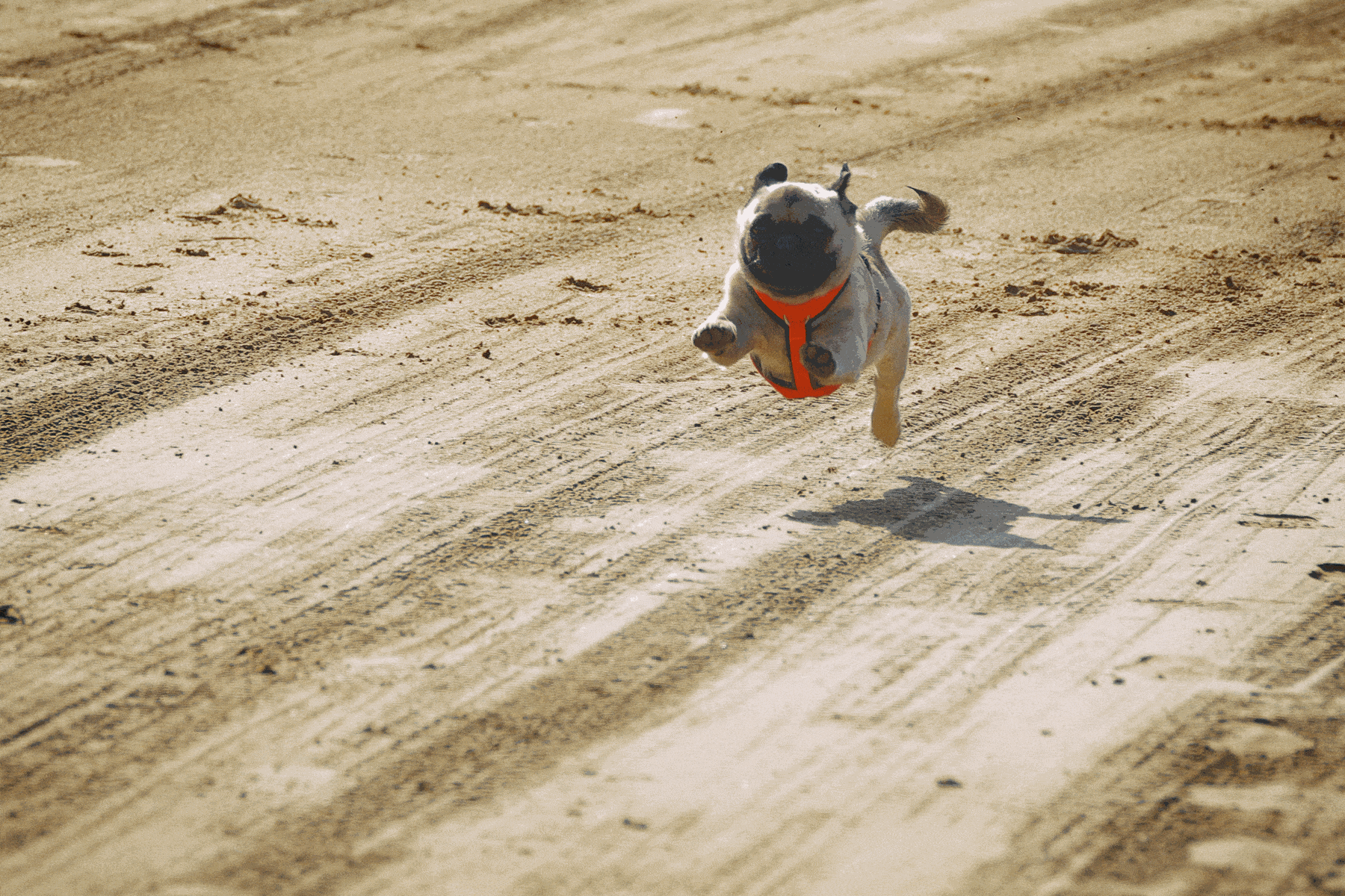 Mehrere Möpse nehmen an einem Hunderennen in Hamburg teil und laufen über eine abgesperrte Strecke im Freien.