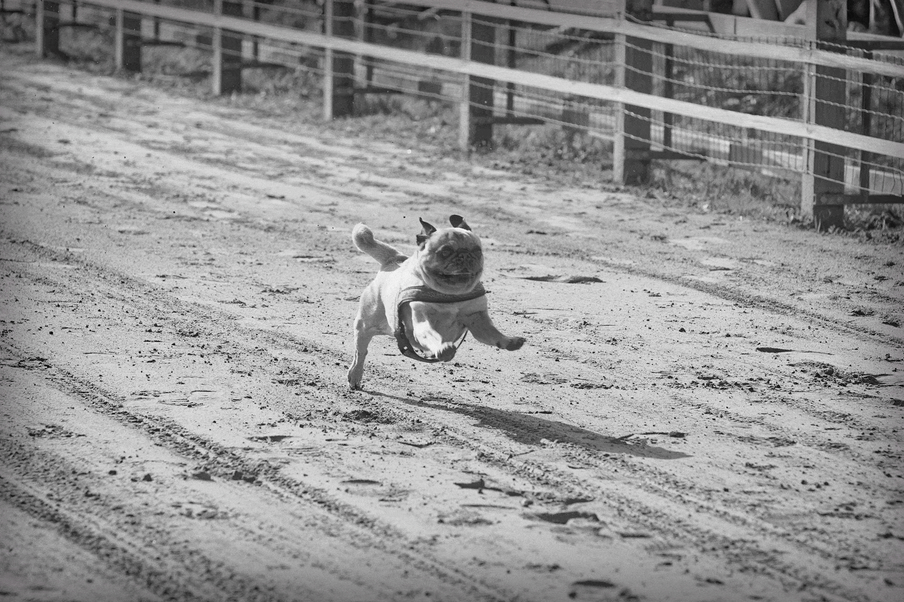 Mehrere Möpse nehmen an einem Hunderennen in Hamburg teil und laufen über eine abgesperrte Strecke im Freien.