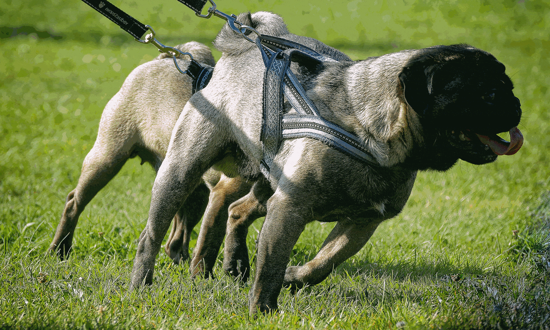 Mehrere Möpse nehmen an einem Hunderennen in Hamburg teil und laufen über eine abgesperrte Strecke im Freien.
