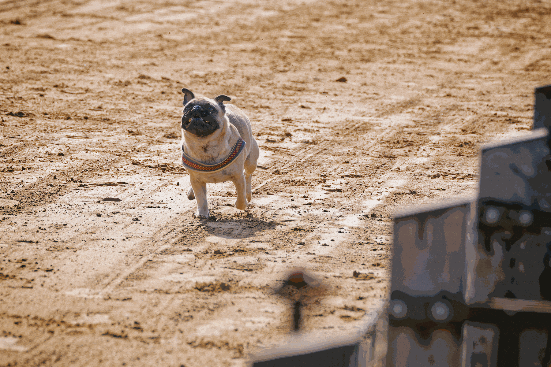 Mehrere Möpse nehmen an einem Hunderennen in Hamburg teil und laufen über eine abgesperrte Strecke im Freien.