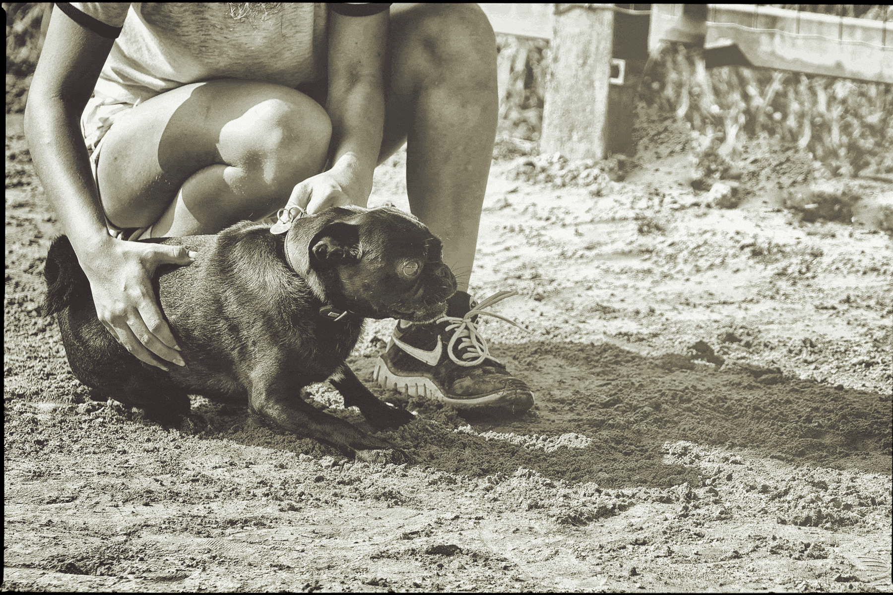 Mehrere Möpse nehmen an einem Hunderennen in Hamburg teil und laufen über eine abgesperrte Strecke im Freien.