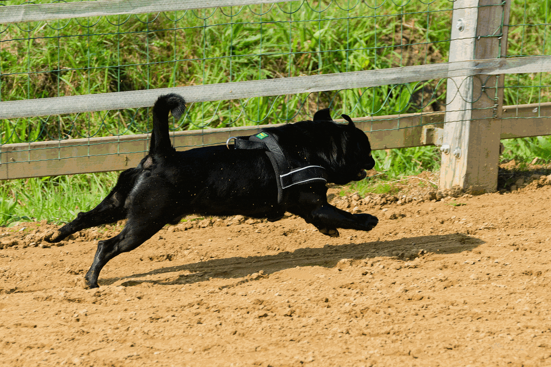 Mehrere Möpse nehmen an einem Hunderennen in Hamburg teil und laufen über eine abgesperrte Strecke im Freien.
