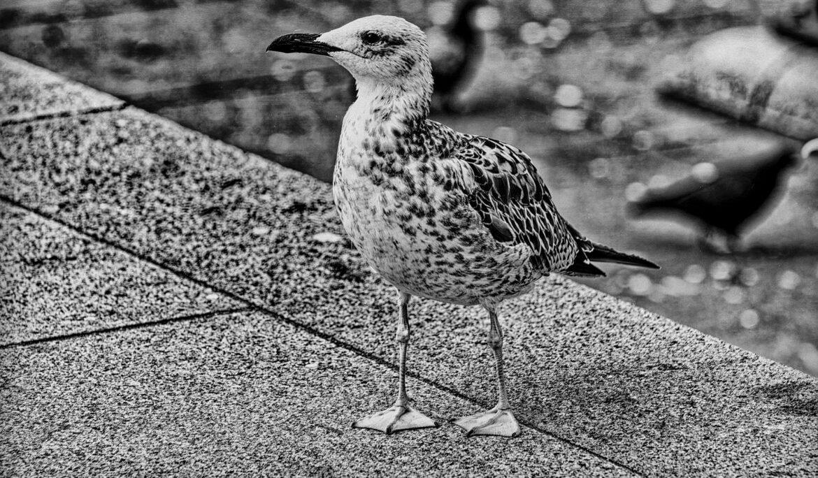 Vögel im menschlichen Umfeld – beobachtet und fotografiert von Danny Körber. Eine stille Annäherung an das Alltägliche und Übersehene.