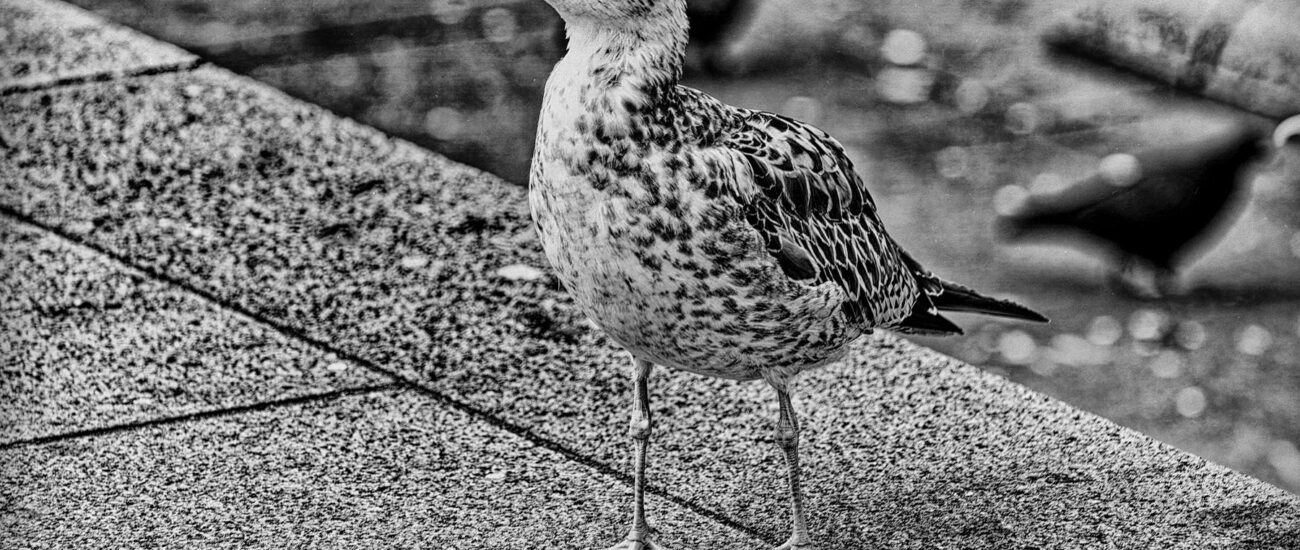 Vögel im menschlichen Umfeld – beobachtet und fotografiert von Danny Körber. Eine stille Annäherung an das Alltägliche und Übersehene.