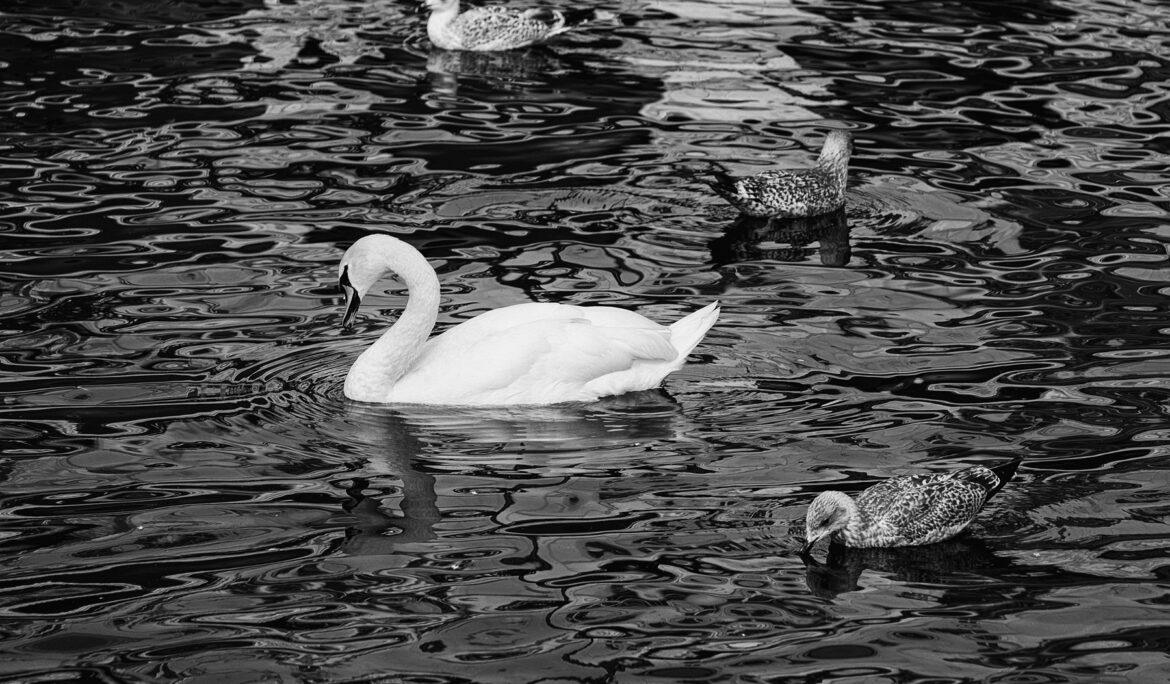 Vögel im menschlichen Umfeld – beobachtet und fotografiert von Danny Körber. Eine stille Annäherung an das Alltägliche und Übersehene.