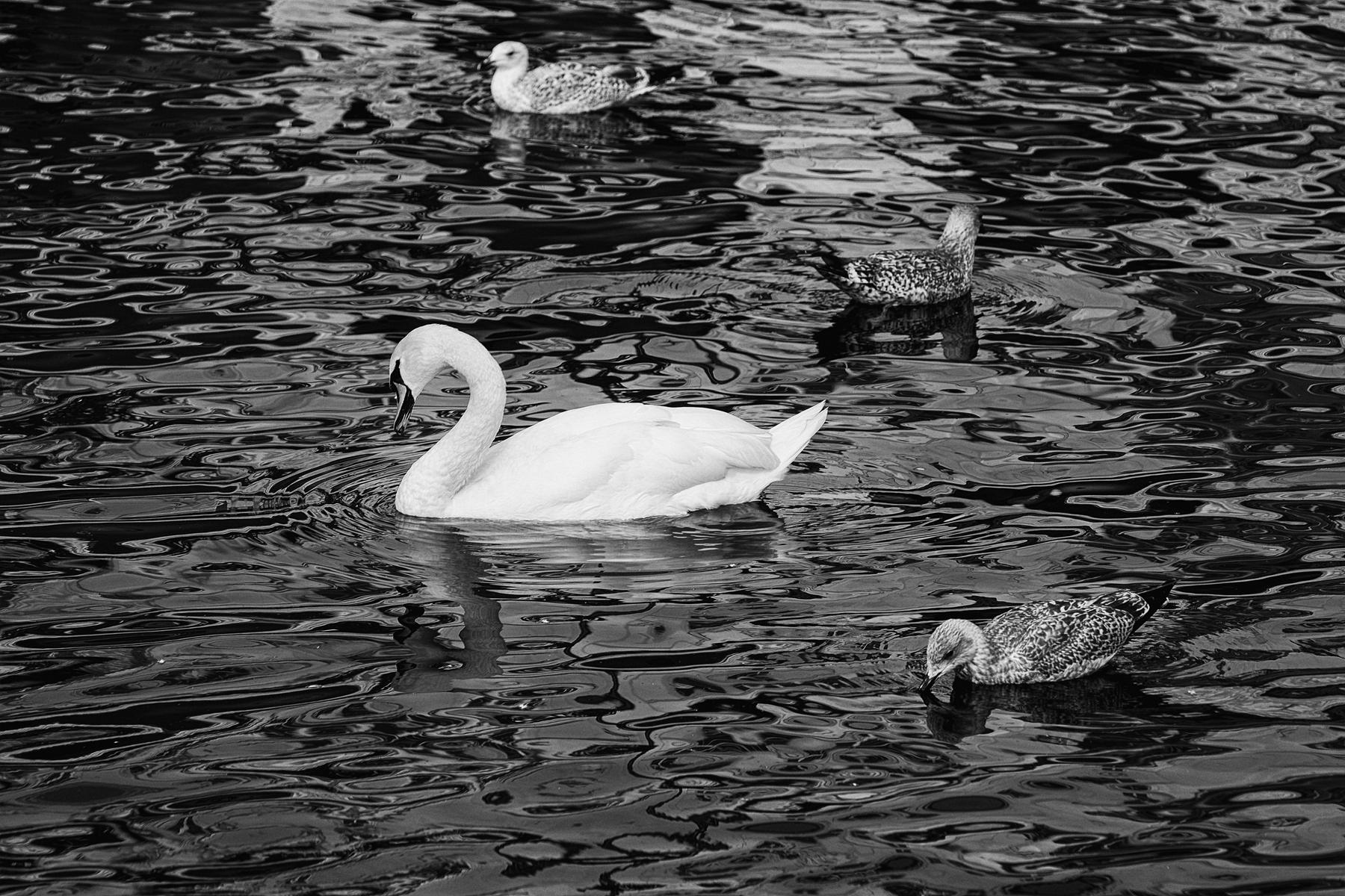 Vögel im menschlichen Umfeld – beobachtet und fotografiert von Danny Körber. Eine stille Annäherung an das Alltägliche und Übersehene.