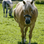 Pferde im Galopp, eingefangen in einem Moment von Kraft und Freihei