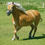 Pferde im Galopp, eingefangen in einem Moment von Kraft und Freihei