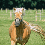 Pferde im Galopp, eingefangen in einem Moment von Kraft und Freihei
