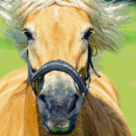 Pferde im Galopp, eingefangen in einem Moment von Kraft und Freihei