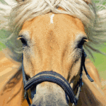 Pferde im Galopp, eingefangen in einem Moment von Kraft und Freihei