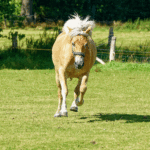 Pferde im Galopp, eingefangen in einem Moment von Kraft und Freihei