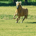 Pferde im Galopp, eingefangen in einem Moment von Kraft und Freihei