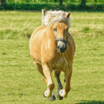Pferde im Galopp, eingefangen in einem Moment von Kraft und Freihei