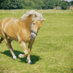 Pferde im Galopp, eingefangen in einem Moment von Kraft und Freihei